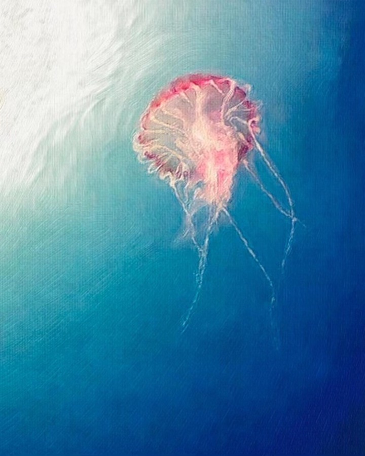 jellyfish album cover